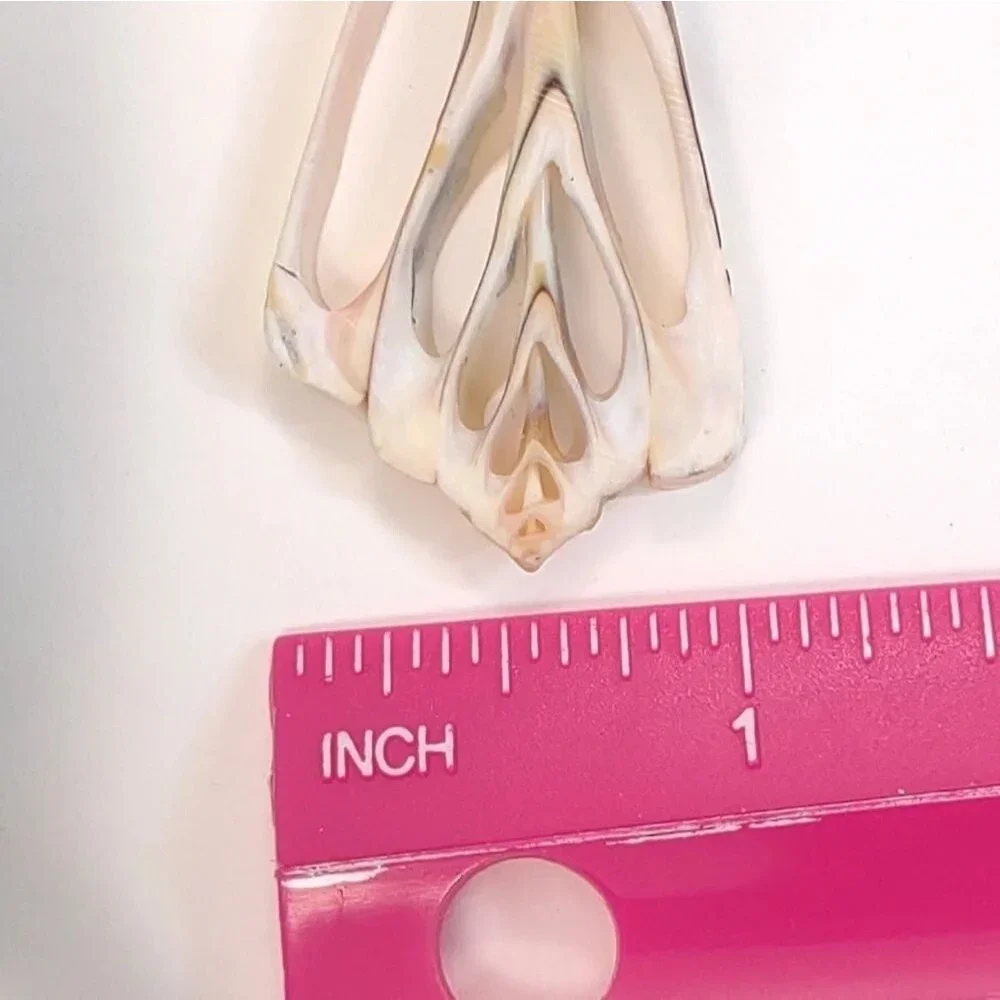Seashell Keyring Slice Conch Seashell Clearwater Beach, Florida